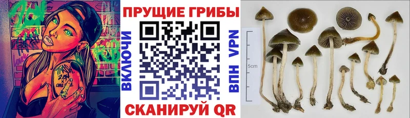 кракен вход  Полярный  Псилоцибиновые грибы MAGIC MUSHROOMS 